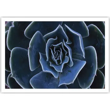 Obraz Plakát na zeď bez rámu 100x70 květ agáve obraz plakáty obývací pokoj ložnice