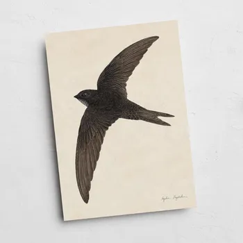 Obraz Grafika rorýs v letu A3 - Tukan Media