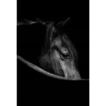 Obraz Plakát bez rámu do obývacího pokoje ložnice 50x70 kůň moderní módní obraz