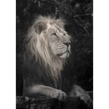 Obraz Plakát Lev bez rámu 64 x 90 cm