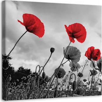 Obraz Obraz do obýváku Červené máky na louce 50x50 cm