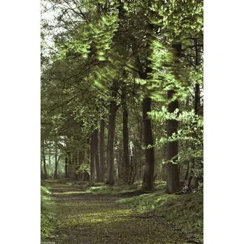 Obraz Plakát Jarní lesní cesta 2 bez rámu 20 x 30 cm