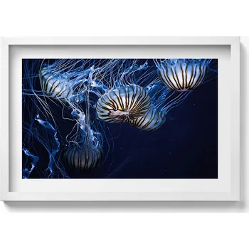 Obraz Dekorativní obraz v bílém rámu do obýváku Modré medúzy ve vodě 60x40 cm