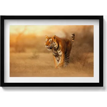 Obraz Elegantní obraz v černém rámu Divoký tygr na lovu 60x40 cm
