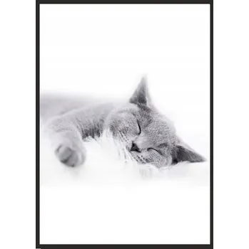 Obraz OBRAZ, PLAKÁT V RÁMU 33x43 cm Kočka P502