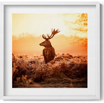 Obraz Obraz v bílém rámu dekorace na zeď Jelen při východu slunce 50x50 cm