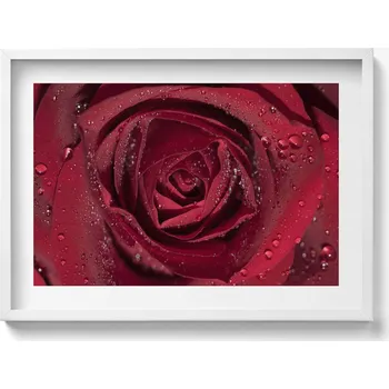 Obraz Obraz v bílém rámu na zeď Detail červené růže v rose 70x50 cm