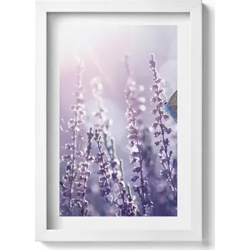 Obraz Ozdobný obraz v bílém rámu do obýváku Motýl na lučních květinách 20x30 cm