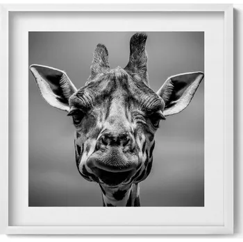 Obraz Obraz v bílém rámu dekorace na zeď Černobílá hlava žirafy 50x50 cm