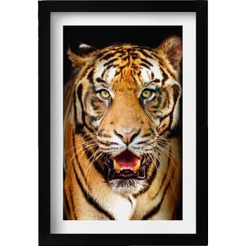 Obraz Ozdobný obraz v černém rámu do obýváku Výrazný divoká kočka tygr 20x30 cm
