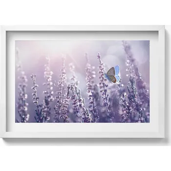 Obraz Dekorativní obraz v bílém rámu na zeď Motýl na lučních květech 60x40 cm