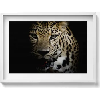 Obraz Nástěnný obraz v bílém rámu s grafikou Divoká kočka, tygr v černé barvě, 70 x 50 cm