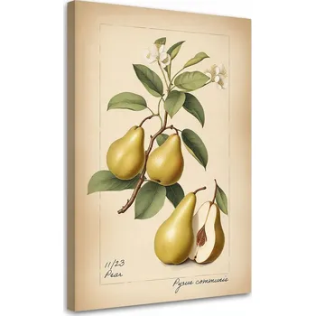 Obraz OBRAZ DO KUCHYNĚ Ovoce Vintage Hruška CANVAS 70x100