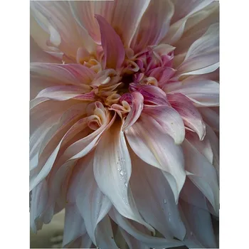 Obraz Obraz plakát na zeď bez rámu 40x50 cm - květinový motiv, foto plakáty do obýváku a ložnice