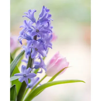 Obraz Plakát Hyacint a tulipány detail, nezarámovaný, 40 x 50 cm