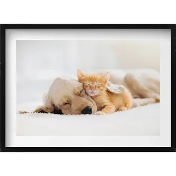 Obraz Dekorativní obraz s grafikou v krásném rámu Spící zvířata kočka a pes 70x50 cm