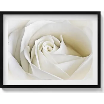 Obraz Závěsný obraz rámeček černé barvy Jemné okvětní lístky bílé růže 80x60 cm