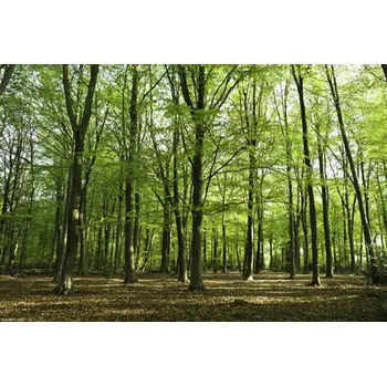 Obraz Plakát Jarní Les bez rámu 30 x 20 cm