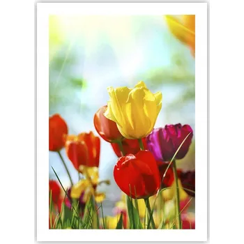 Obraz Plakát bez rámu do obývacího pokoje ložnice 50x70 tulipány moderní módní obraz