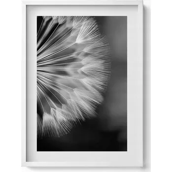 Obraz Obraz grafika v bílém rámu Černobílý detail pampeliška 50x70 cm