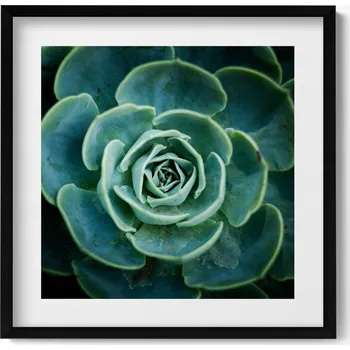 Obraz Obraz v černém rámu dekorace na zeď Zelená rostlina sukulent 50x50 cm