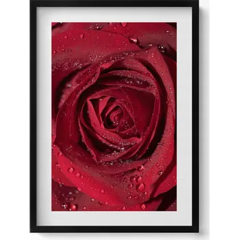 Obraz Obraz na zeď v černém rámu Detail červené růže s rosou 50x70 cm