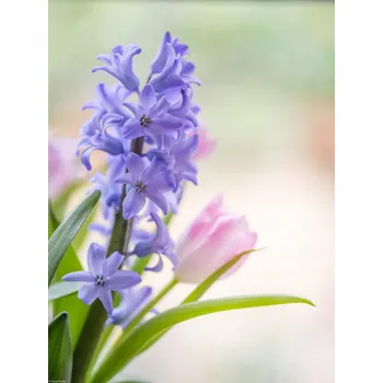 Obraz Plakát Hyacinty a tulipány zblízka bez rámu 30 x 40 cm