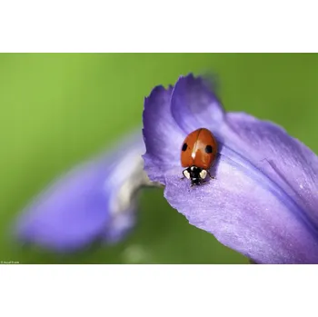 Obraz Plakát Beruška bez rámu 30 x 20 cm