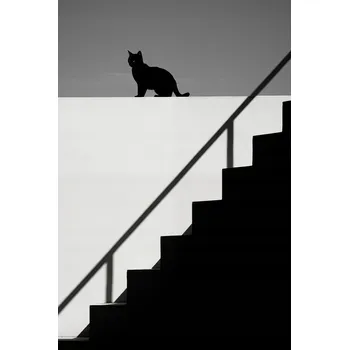 Plakát Plakát Silueta a Symetrie bez rámu 61 x 91,5 cm