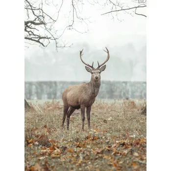 Obraz Plakát Jelen v lese bez rámu 50 x 70 cm