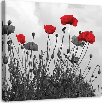 Obraz Obraz na plátně - Canvas, Červené květy máku 60