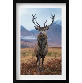 Obraz Stylový obraz v černém rámu: Ušlechtilý jelen na horské louce, 40x60 cm