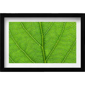 Obraz Elegantní obraz do obýváku v černém rámu Žilky zeleného listu 30x20 cm