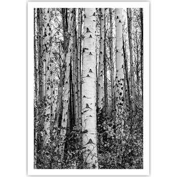 Obraz Plakát na zeď bez rámu 70x100 les foto-obraz plakáty do obývacího pokoje ložnice