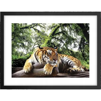 Obraz Obraz plakát v černém rámu do obýváku 40x30 tygr foto plakáty na zeď