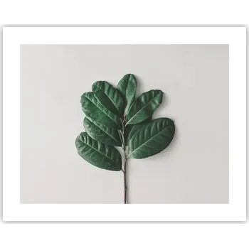 Obraz Obraz plakát na zeď bez rámu 50x40 listy foto plakáty obývací pokoj ložnice