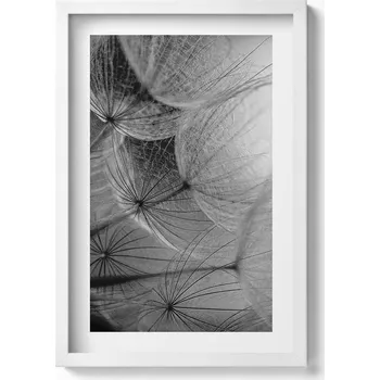 Obraz Závěsný obraz v bílém rámu Černobílý detail na pampeliška 40x60 cm