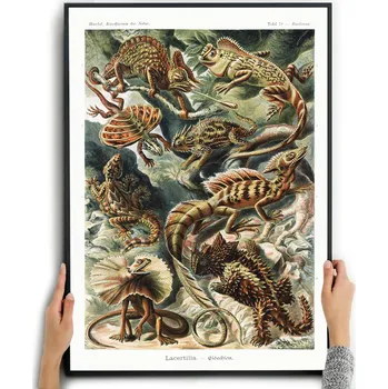 Obraz Plakát Ještěrky, plazi, chameleon, botanika bez rámu 29,7 x 42 cm
