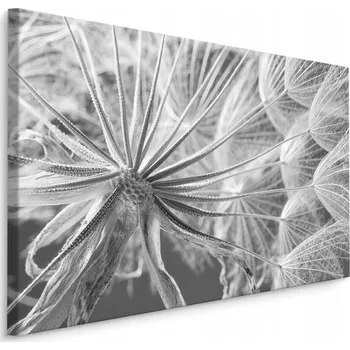 Obraz Obraz Pampeliška z Blízka 70x50 /209622934