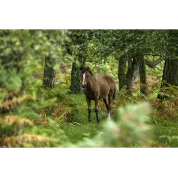 Obraz Plakát Divoký kůň bez rámu 30 x 20 cm