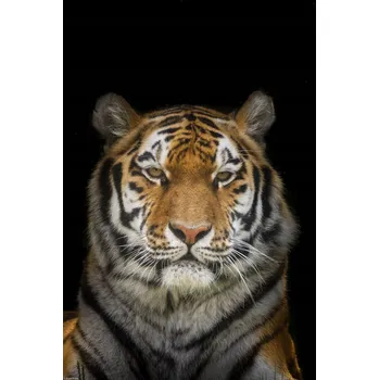 Obraz Plakát Tygr bez rámu 30 x 45 cm