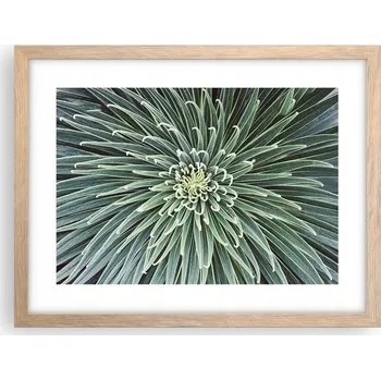 Obraz Obraz plakát v rámu světlý dub do obýváku 40x30 květ agáve foto na zeď