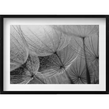 Obraz Obraz grafika v černém rámu Černobílý detail pampeliška 70x50 cm
