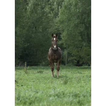 Obraz Plakát Kůň stojící na poli bez rámu 20,5 x 28,4 cm