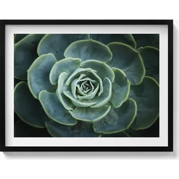 Obraz Dekorace obraz v černém rámu na zeď Zelená rostlina sukulent 80x60 cm