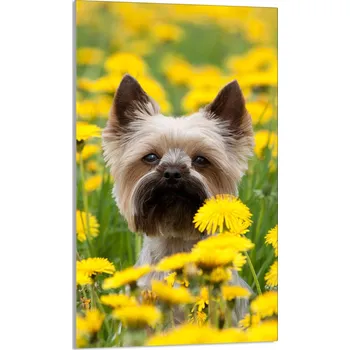 Kuchyňské prkénko Krájecí deska TMK ArtDeko sklo 1 ks