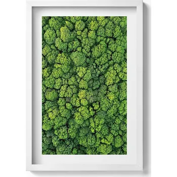 Obraz Moderní nástěnná dekorace obraz v bílém rámu Les z ptačí perspektivy 40x60 cm