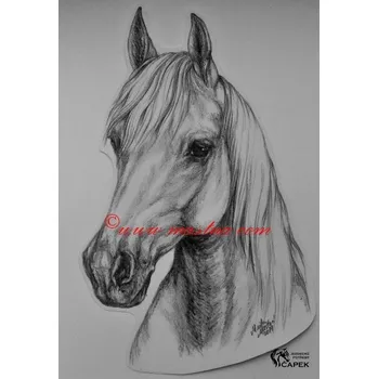 Žertovný předmět Samolepka -SHAGYA ARAB-