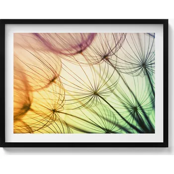 Obraz Obraz v černém rámu nástěnná dekorace Jemné chmýří pampelišky 80x60 cm