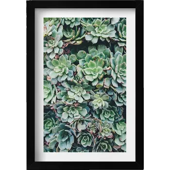Obraz Elegantní obraz v černém rámu Zelené sukulentní rostliny 20x30 cm